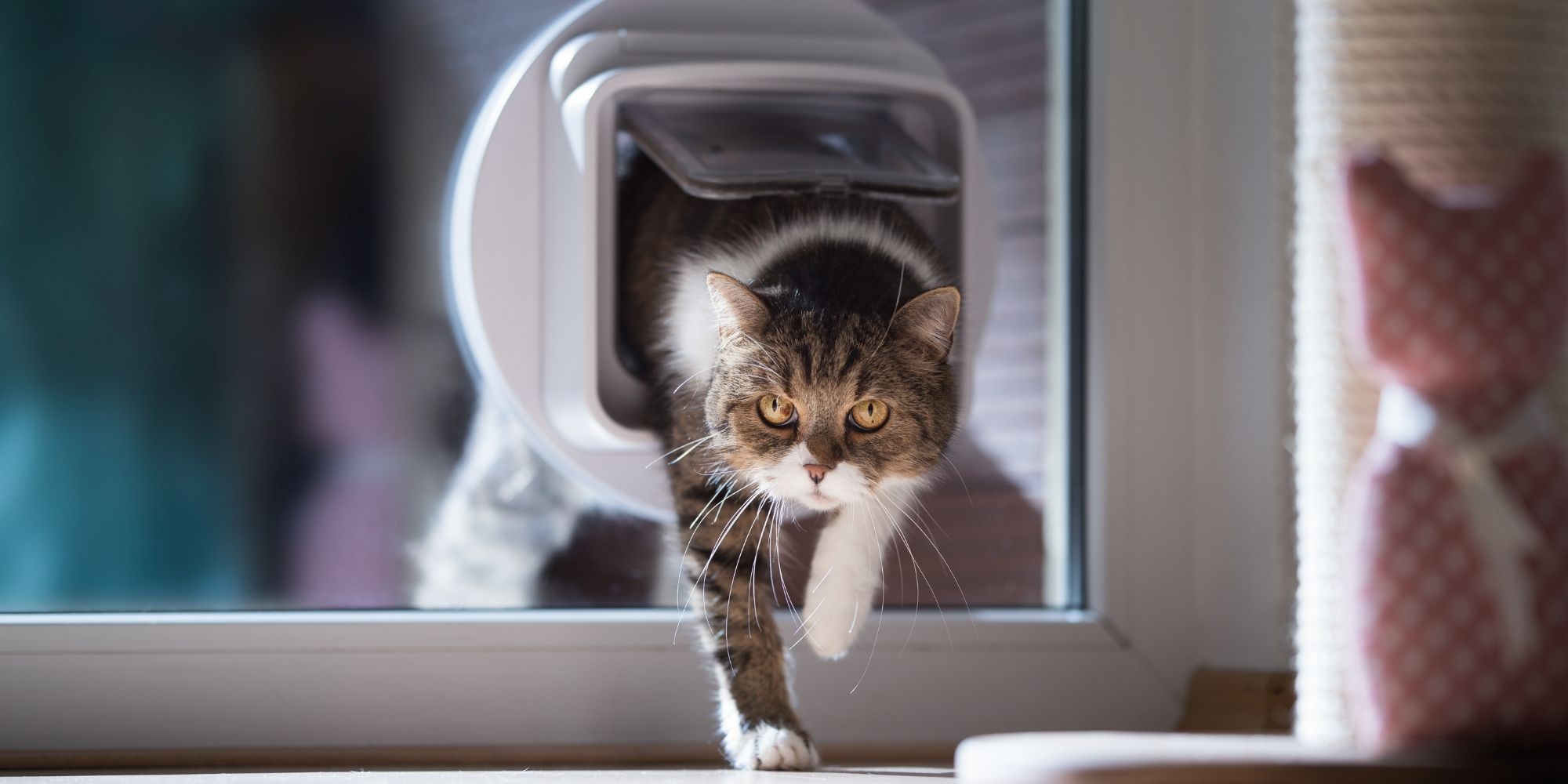 chat qui passe dans une chatière