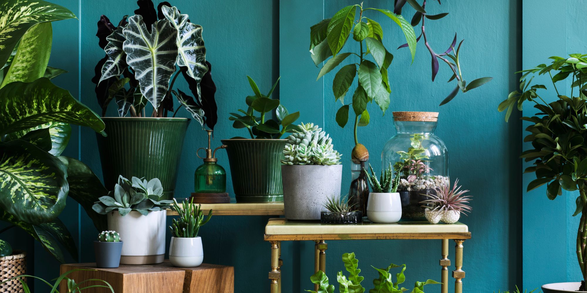 plantes dépolluantes pour assainir l'air intérieur