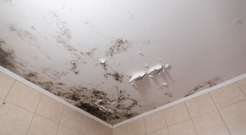 plafond severement endommage avec des taches d humidite et presence de moisissures