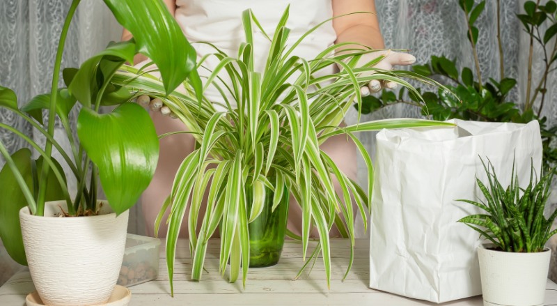 Chlorophytum