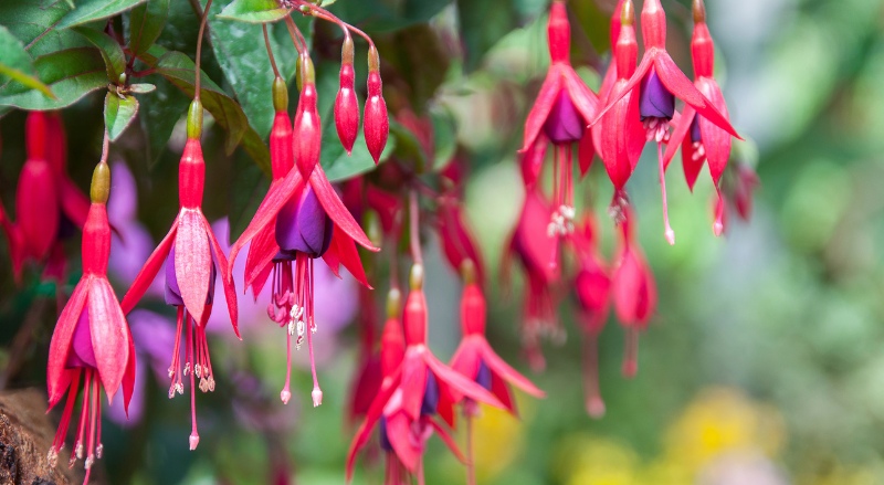 fuchsia