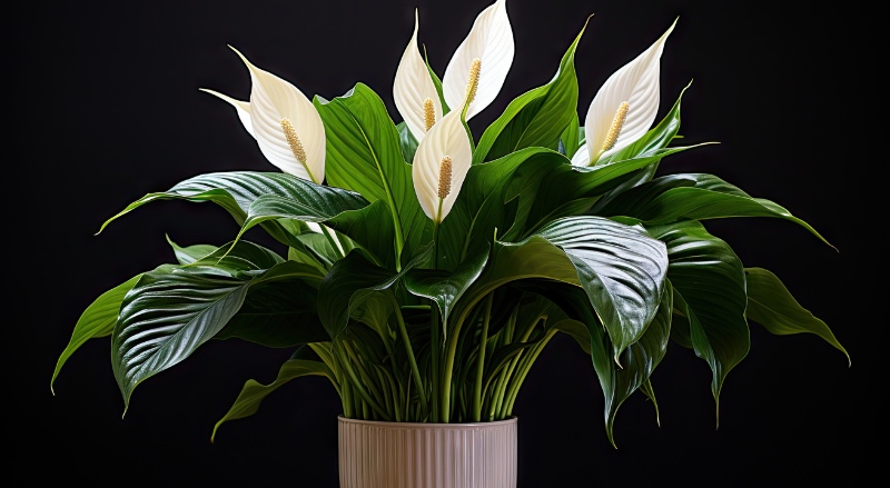 Spathiphyllum