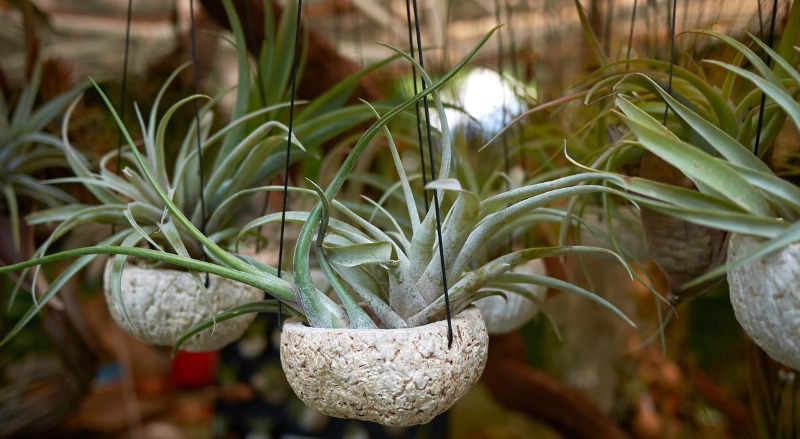 tillandsia