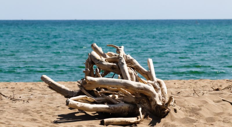 bois flotté sur la plage à éviter dans une cheminée