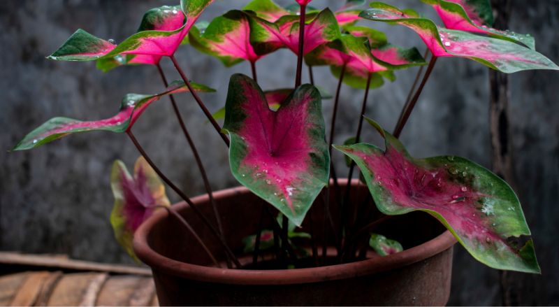 caladium