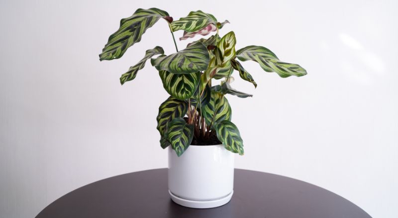 calathea sur une table noire