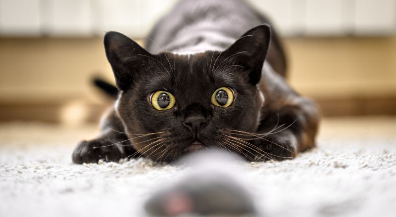 chat qui chasse une souris dans une maison