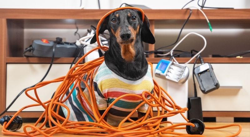 chien dans des fils électriques