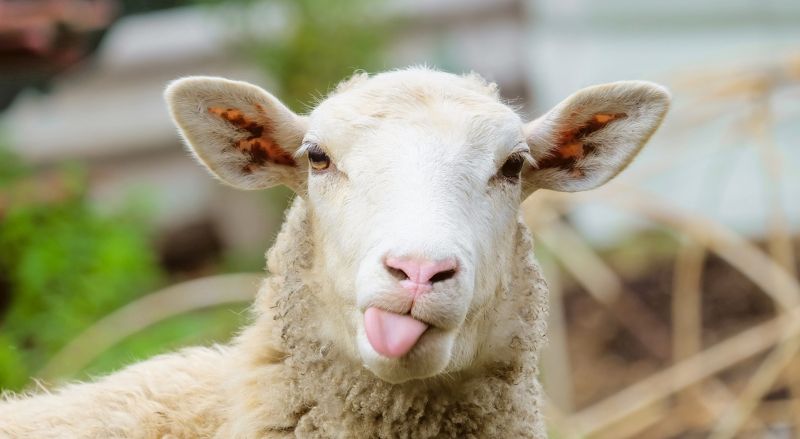 laine de mouton