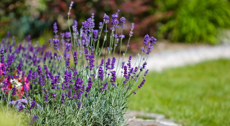 pied de lavande dans un jardin