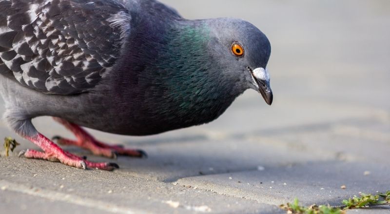 nourrissage d'un pigeon