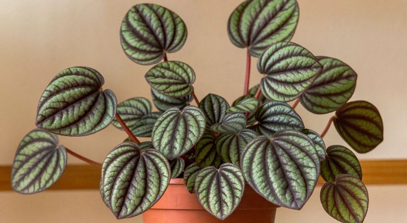 peperomia