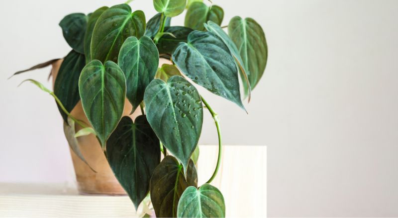 philodendron