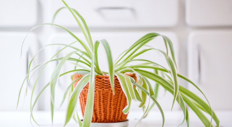 plante dépolluante dans une maison