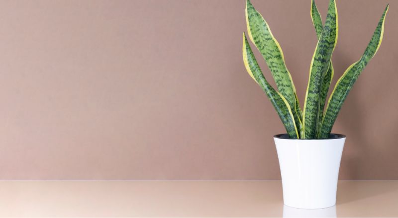 sansevieria