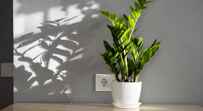 zamioculcas